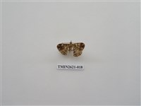 藏品(尺蛾141)的圖片